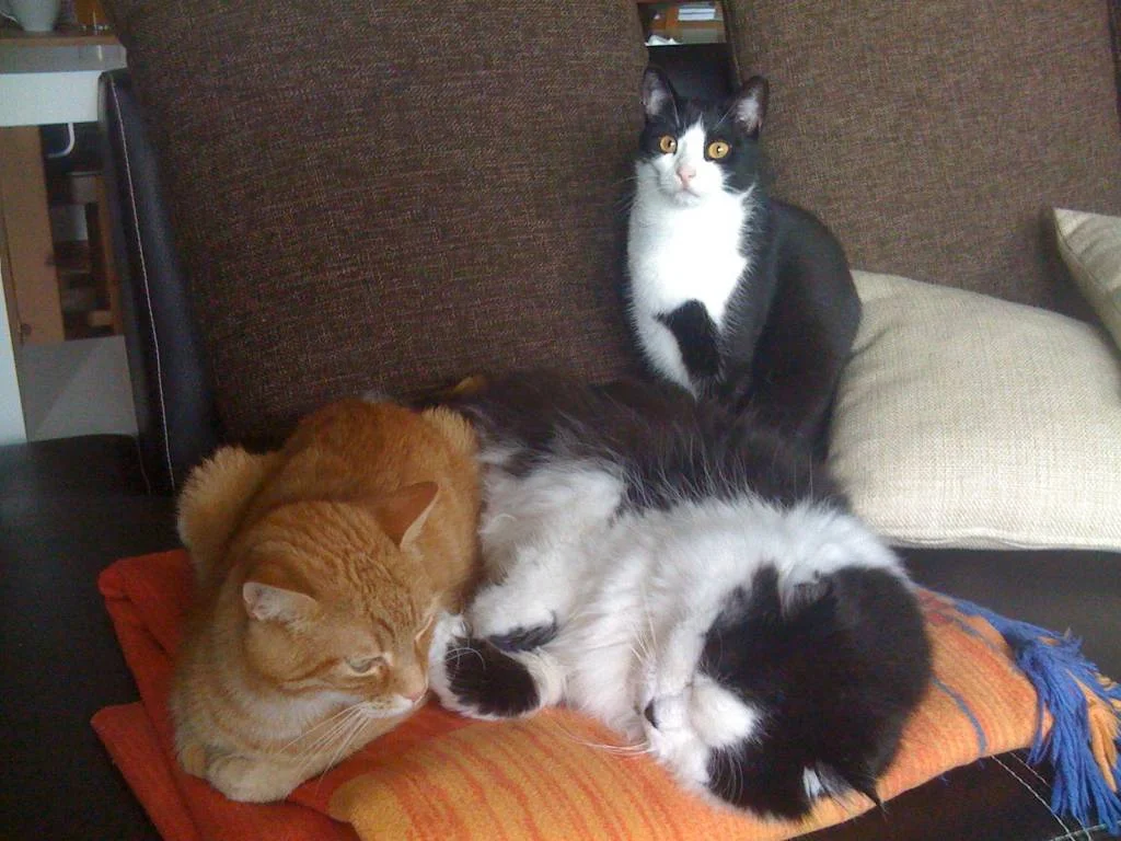 Unsere 3 großen: Kodi, Bambam und Linus