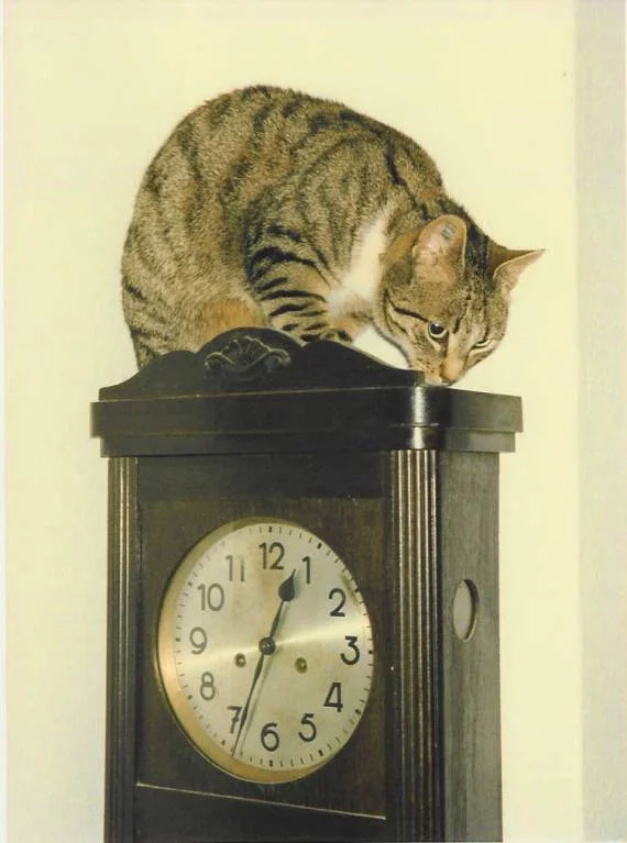 Unsere Gastkatze will nicht gestört werden