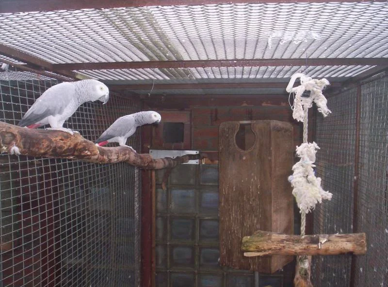 Unsere Graupapageien