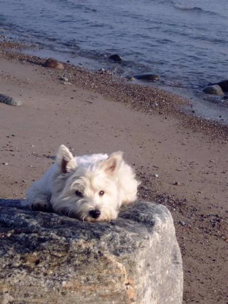 ..unsere Meerjungfrau