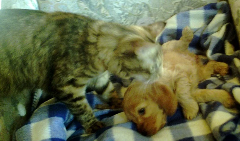 unsere mietze mit luna