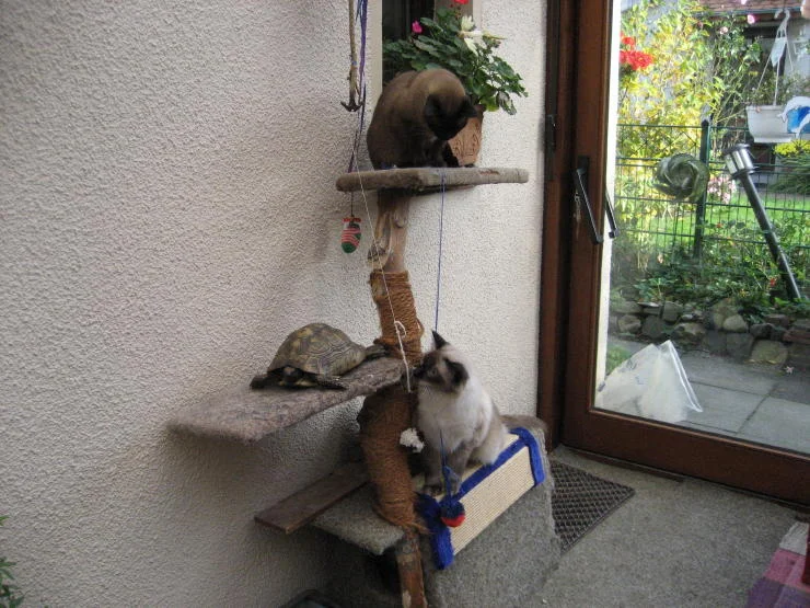 Unsere Tiere Aysha, Caroline und Calli