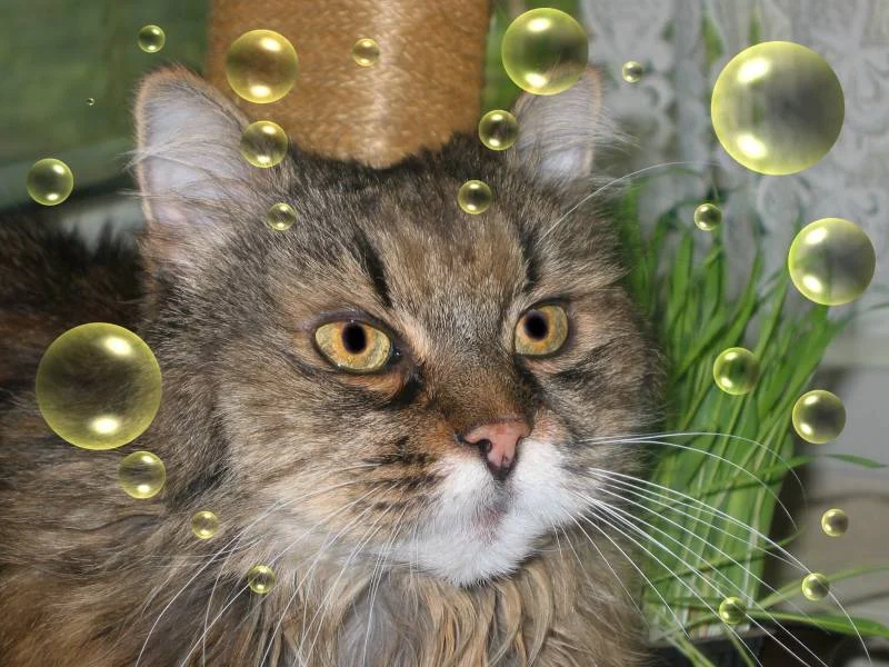 Unvergessliche Puschi