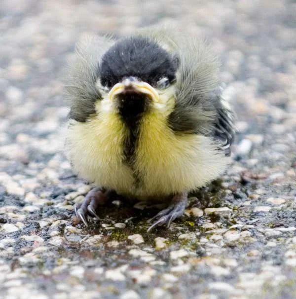 Verwaiste Kohlmeise auf unserer Terrasse