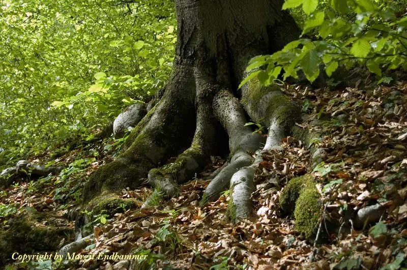 Verwurzelt mit dem Kapuzinerberg