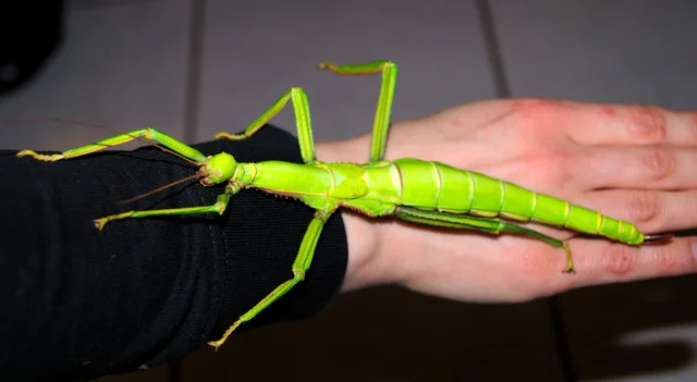 Wandelnde Bohne / Diapherodes gigantea