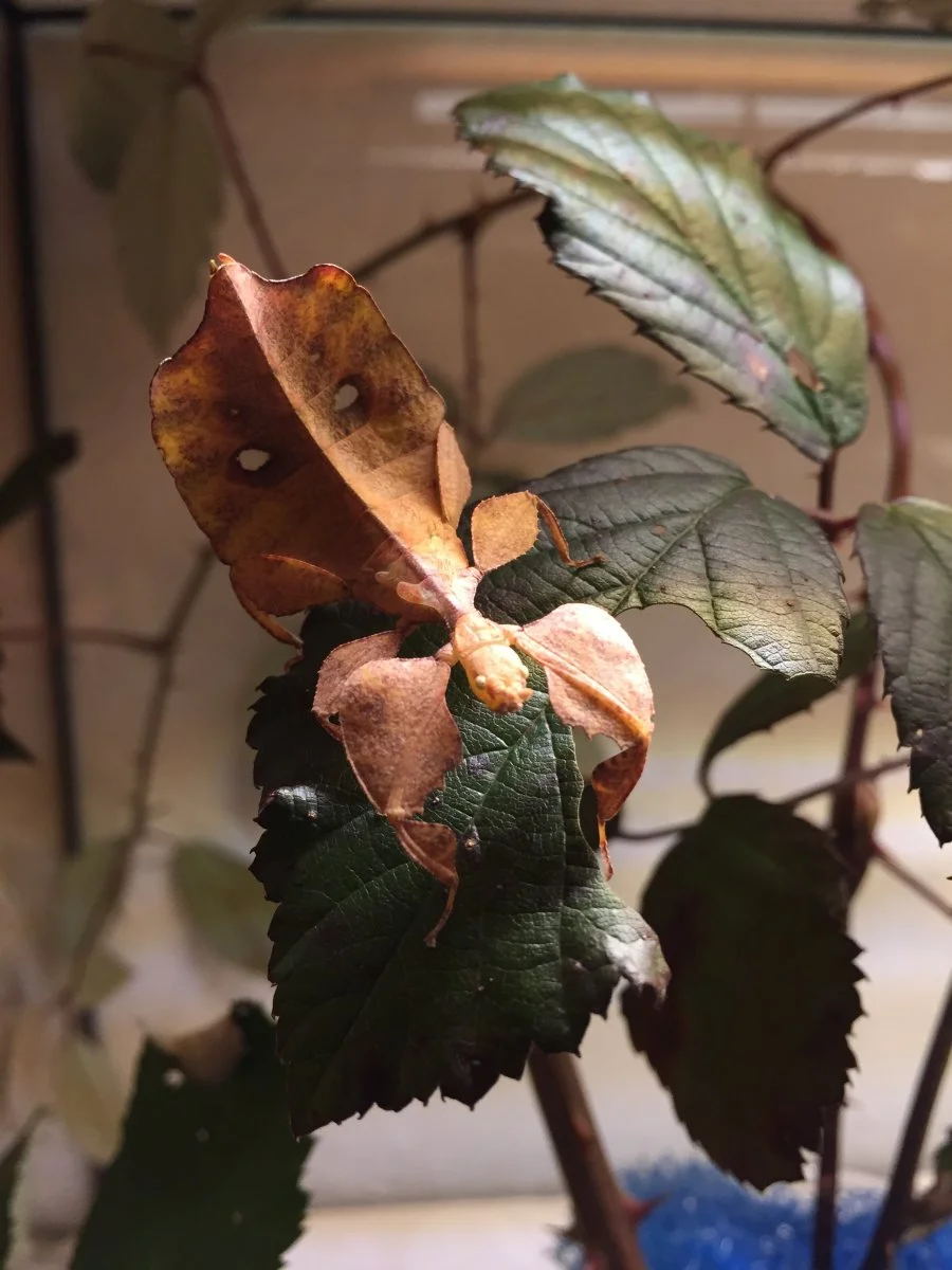 Wandelndes Blatt / Phyllium celebicum "Sulawesi"