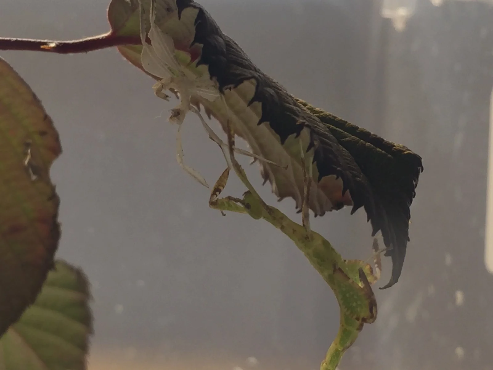 Wandelndes Blatt / Phyllium philippinicum nach dem Häuten auf L3