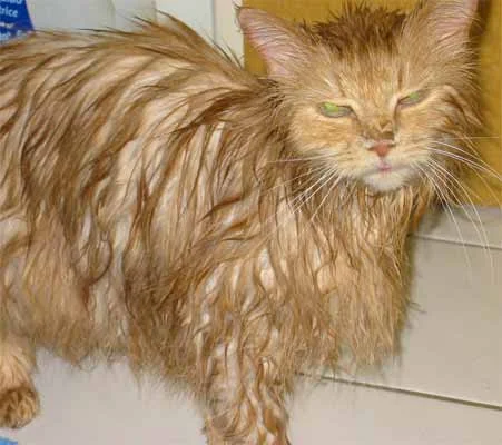 War dieses Bad denn wirklich notwendig?! *grrrr*