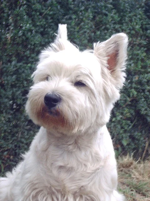 Warum rufst du mich ??