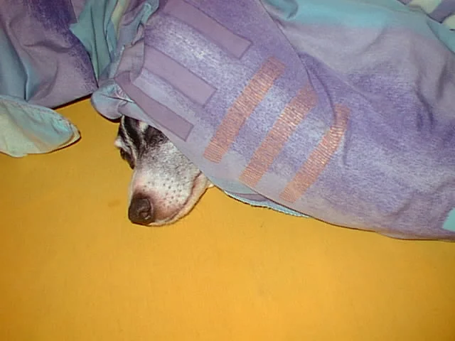 was Jessy kann, kann ich schon lange!