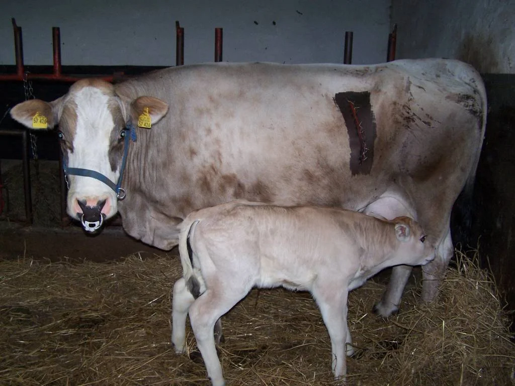 was raus muß , muß raus