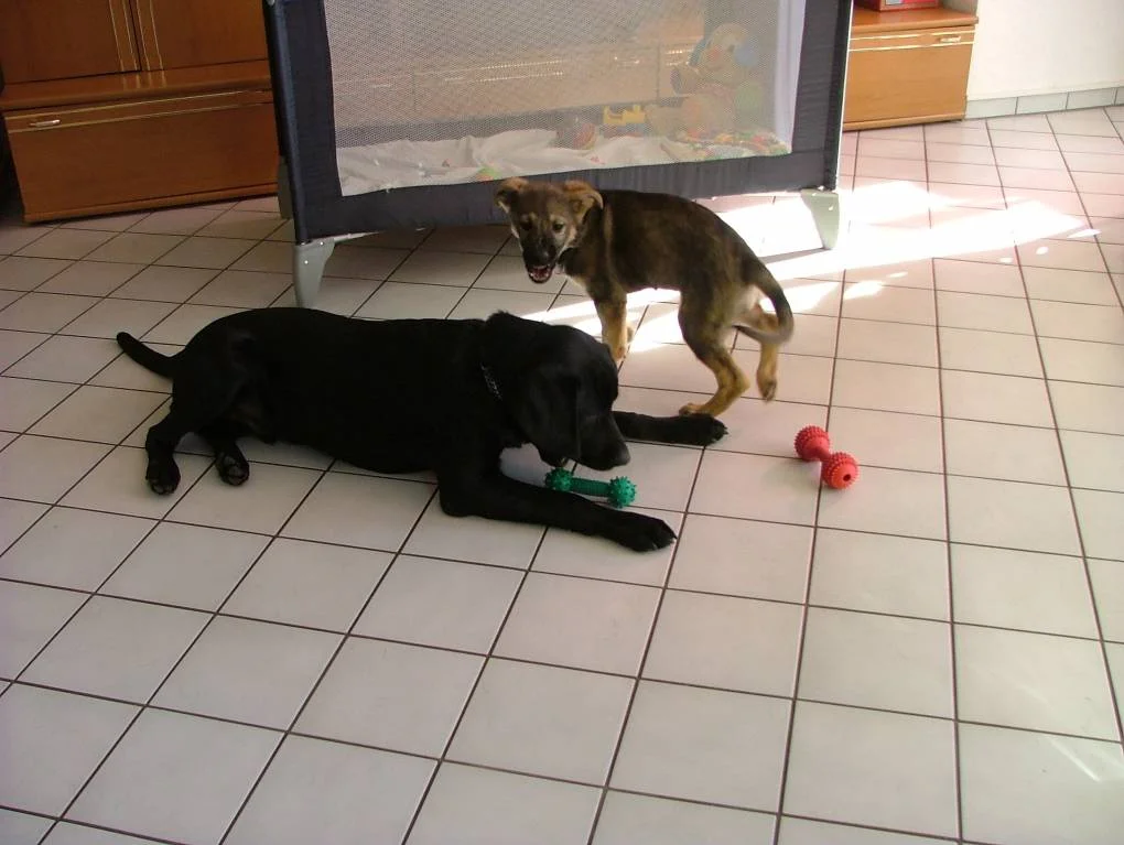 Wau,das ist mein Spielzeug