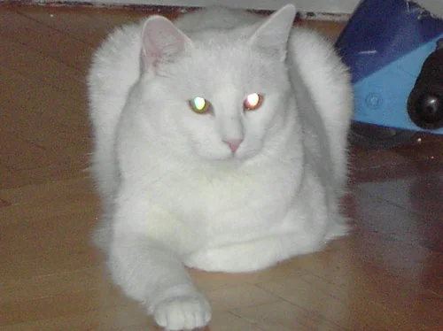 welche Augenfarbe hab ich?