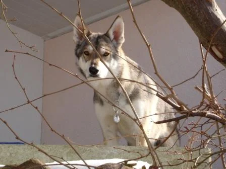 Wer da ? - Besser als jede Alarmanlage