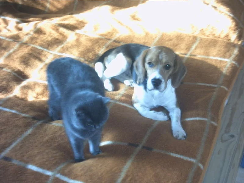 ...wie Hund und Katz' ?