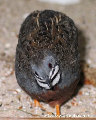 Wildfarbener chin. Zwergwachtelhahn