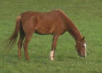 Windwurf 07.07.09.jpg