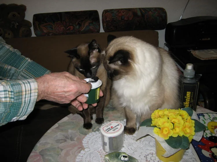 Wir essen nur Actimel