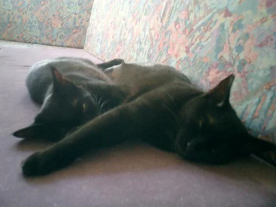 Wir sind sooooo faul!