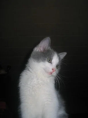 wo kommt das Foto her?