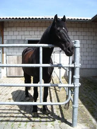 Wolle und Merlin Mai 06 001.jpg