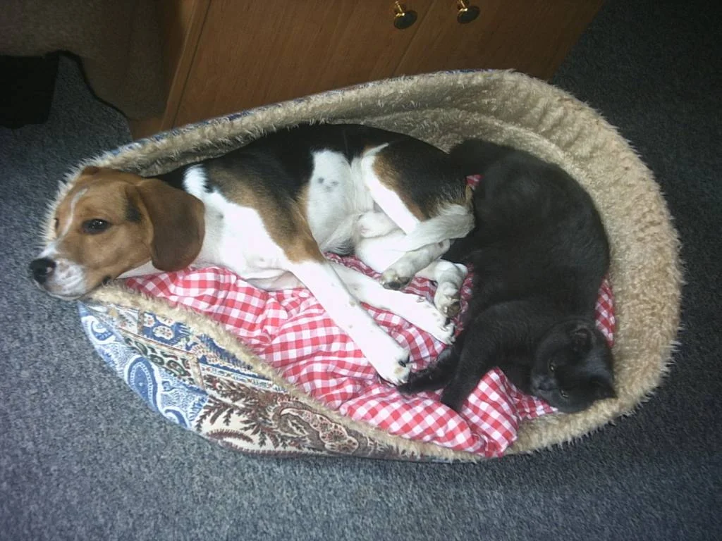 Wowww !  A fesche Katz' !