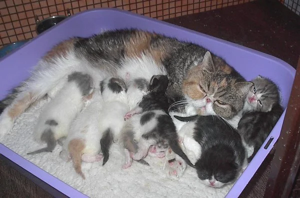 Wurf       29.3. 14.  011