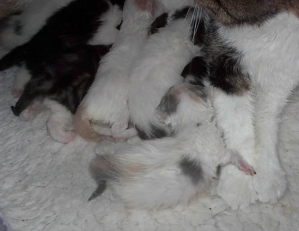 Wurf       29.3. 14.  03