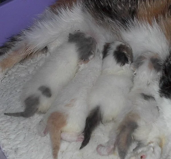 Wurf       29.3. 14.  06