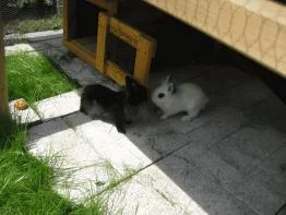 Wuschel und Schneeflöckchen.jpg