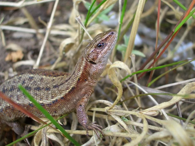 Zauneidechse