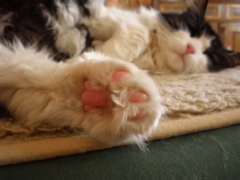 zeigt her euer Füßchen.....