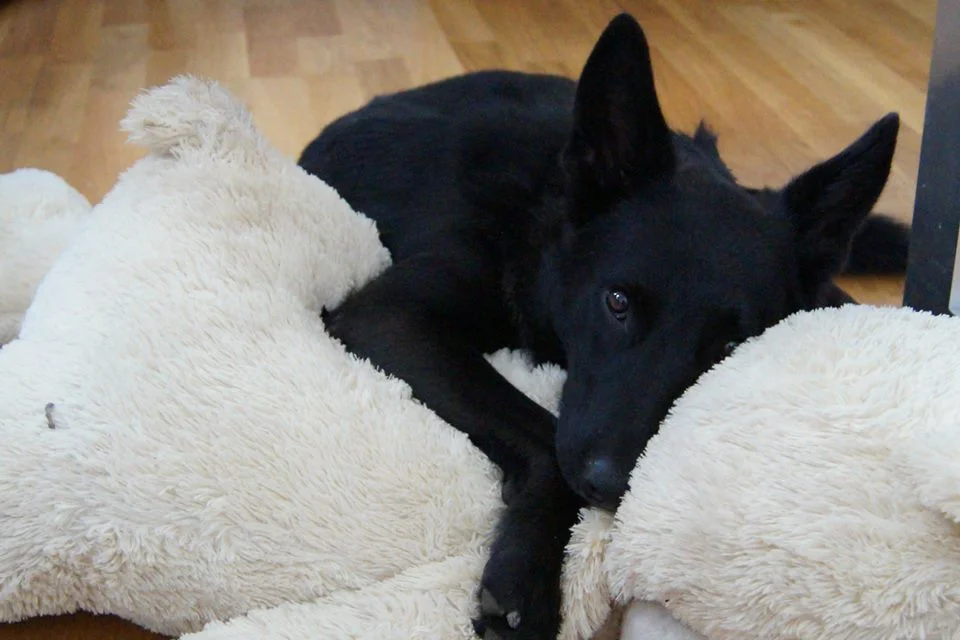 Zero und mein Kuschelbär