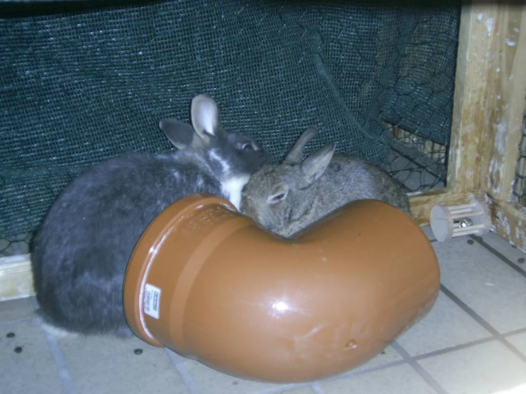 ZF von Sunny&Romeo hat geklappt