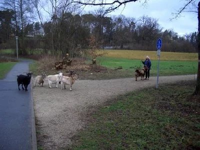 ziegen_008_177_400x300