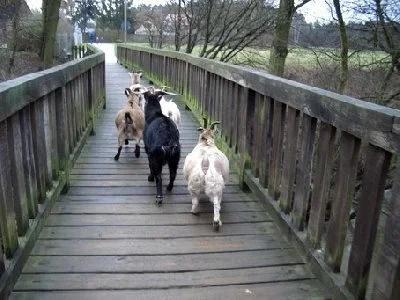 ziegen_010_211_400x300