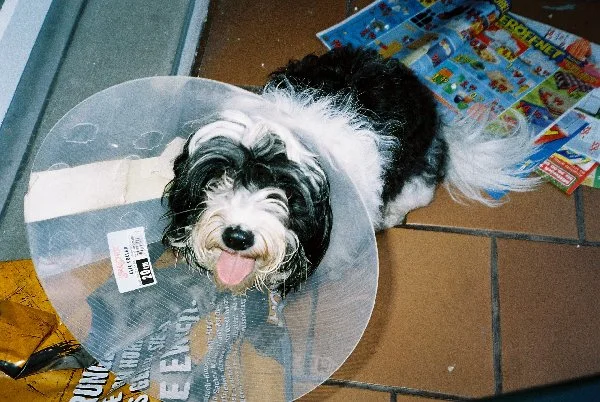 zur Zeit trage ich neue Hutmode