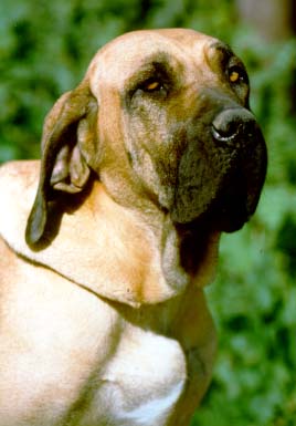 Fila_Brasileiro_%28dog%29.jpg