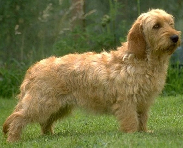 bassetfauvedebretagne.jpg