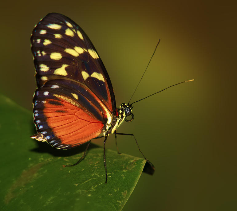 8181036fid.jpg