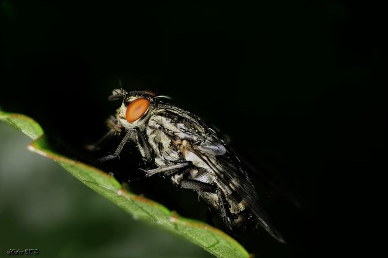 8181030gne.jpg
