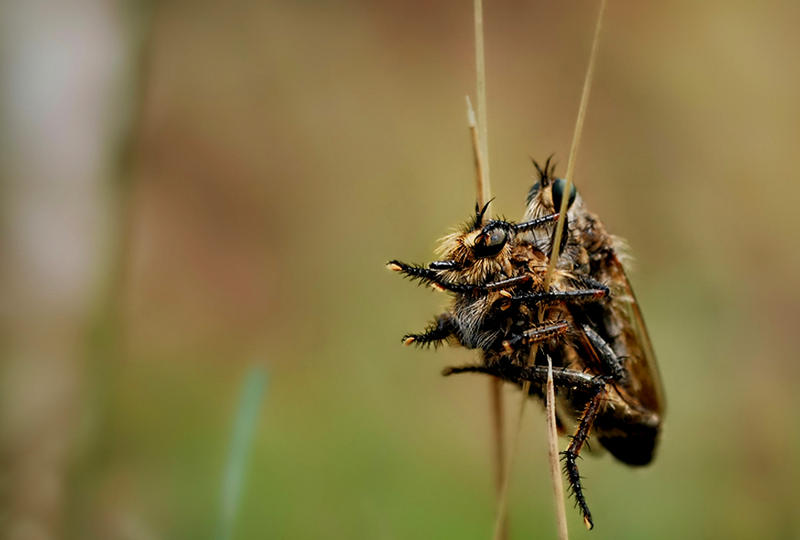 8181037bwo.jpg