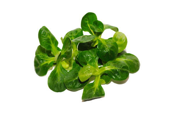 feldsalat-2.jpg