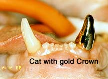 Teeth_GoldCrown_Cat.jpg