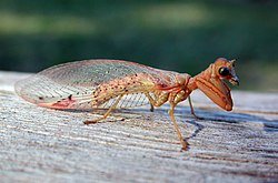250px-Mantispidae_fg1.jpg
