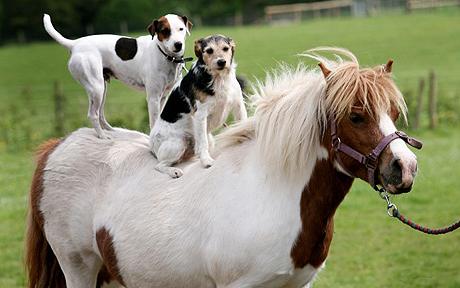 dog_riding_pony.jpg